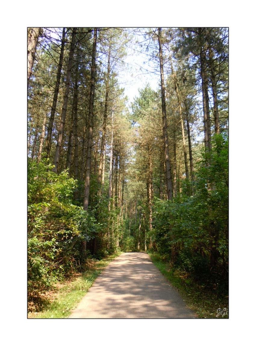 Sentier ombrag.