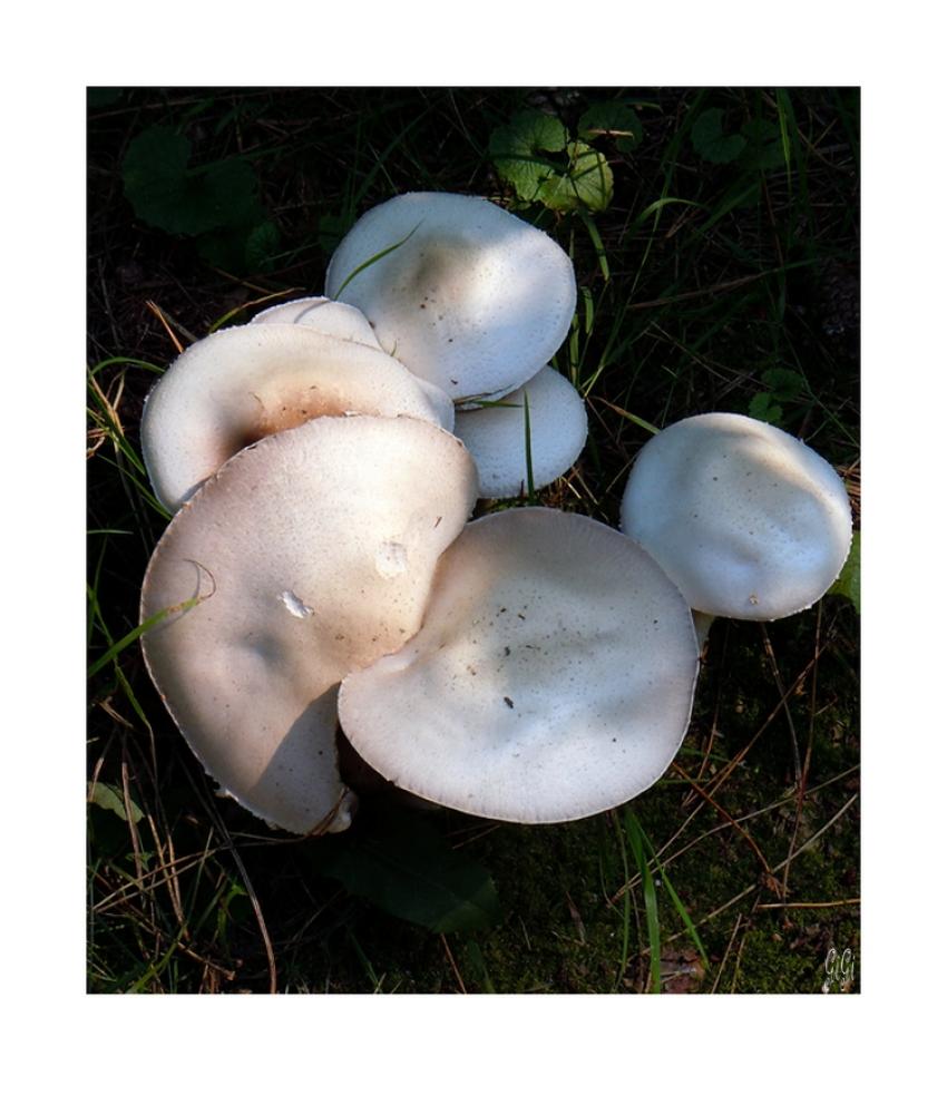 Champignons.