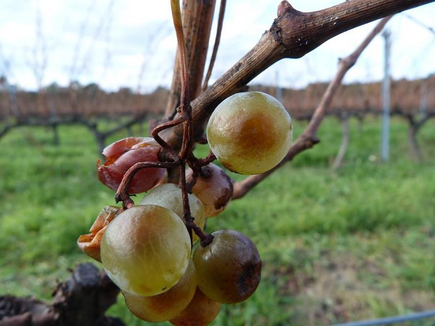 Dernires grumes 
