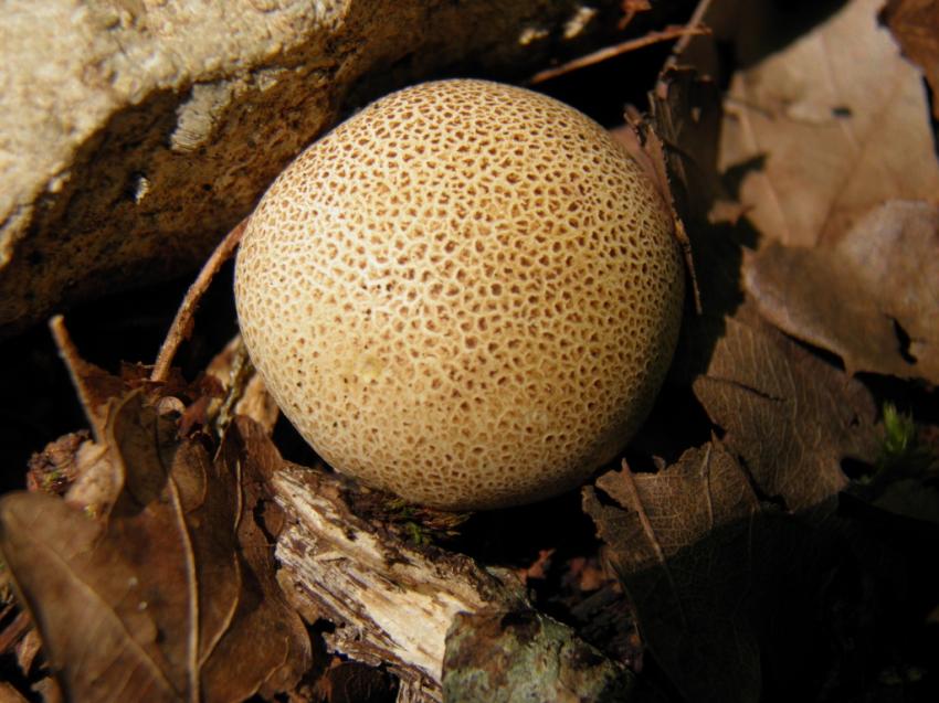 champignon