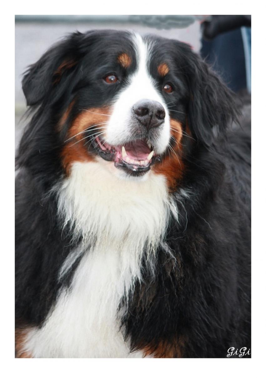 Srie canine (4).