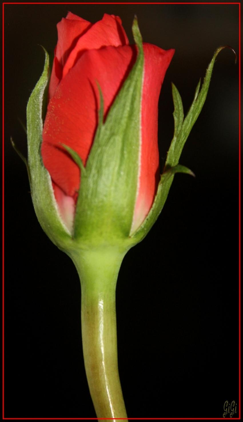 Rose rouge.