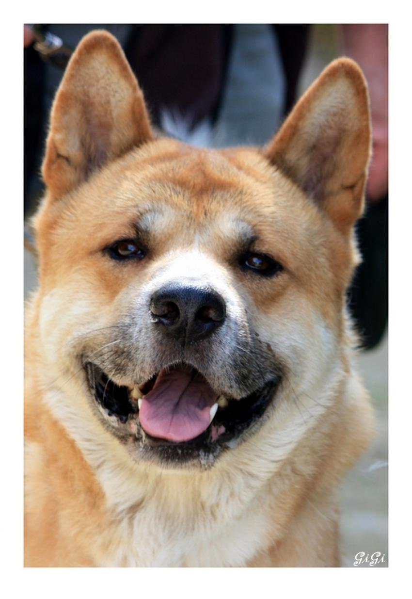 Série canine (5).