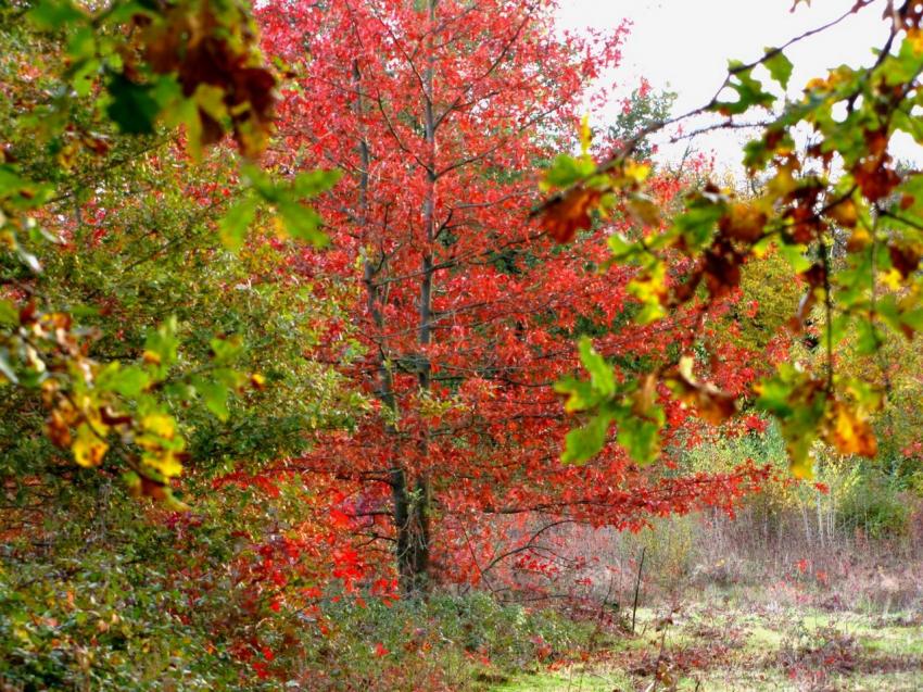 Couleurs d'automne