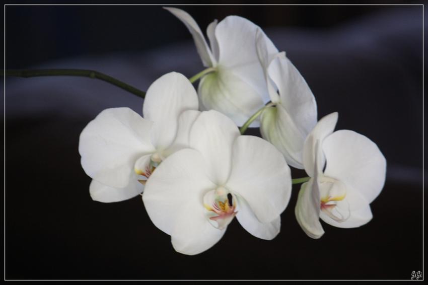 Blancheur