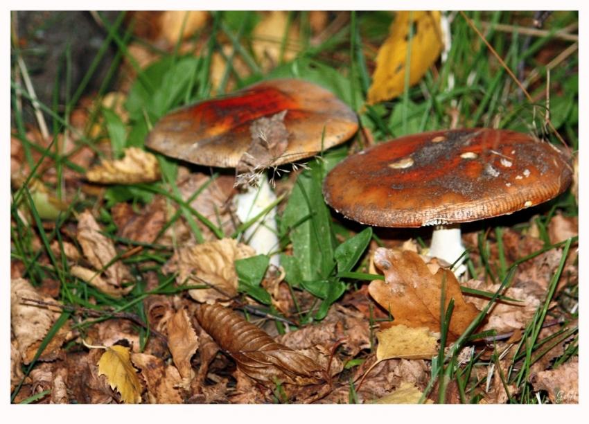 Champignons