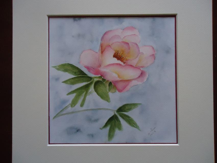 pivoine pastel splendor