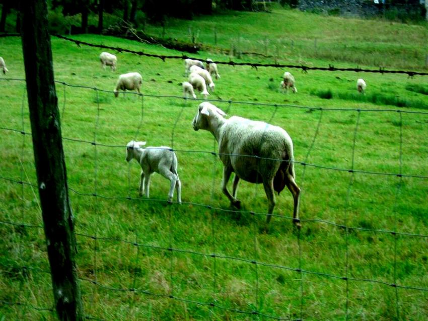 moutons