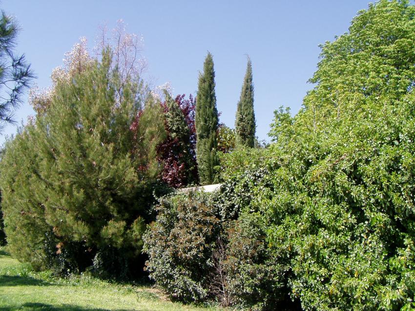montpellier