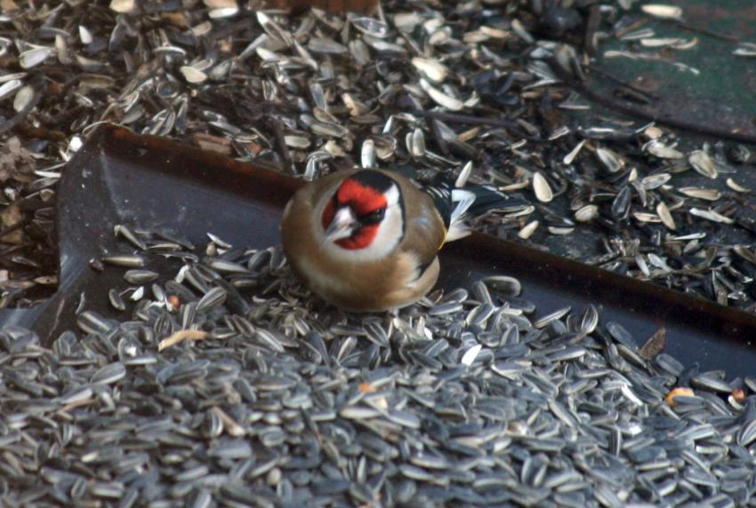 oiseau tte rouge