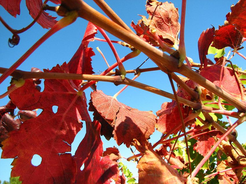 dernires feuilles 