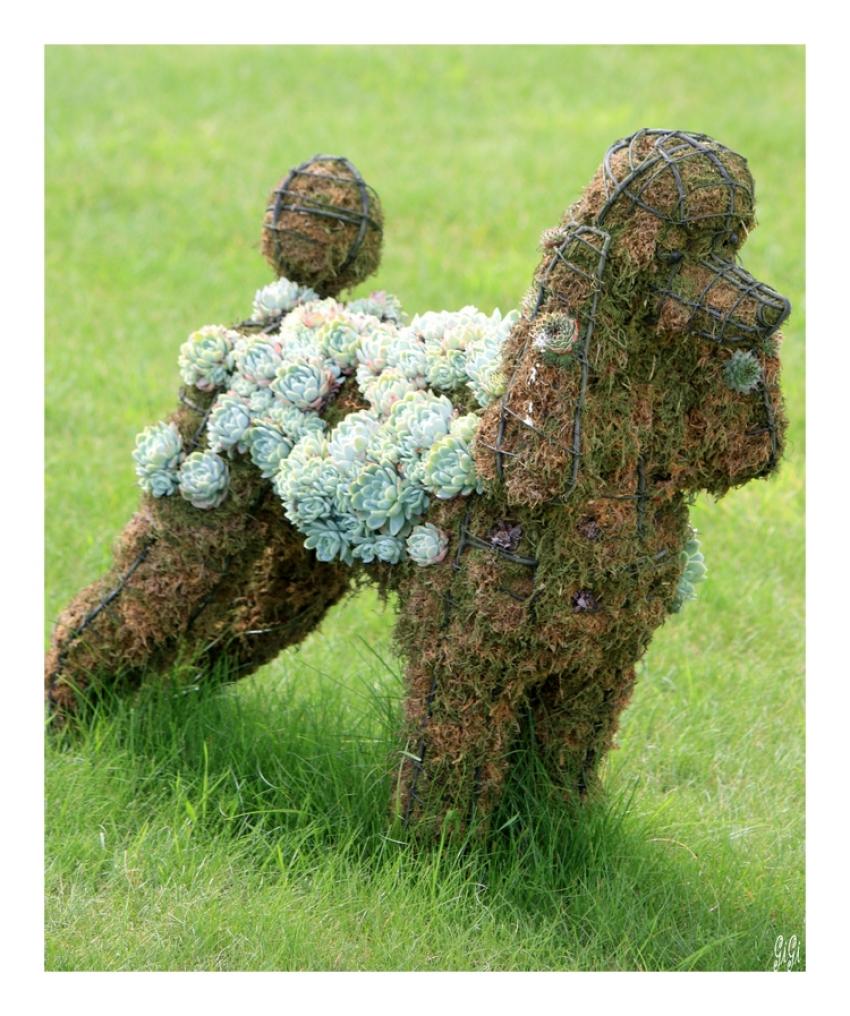 Caniche