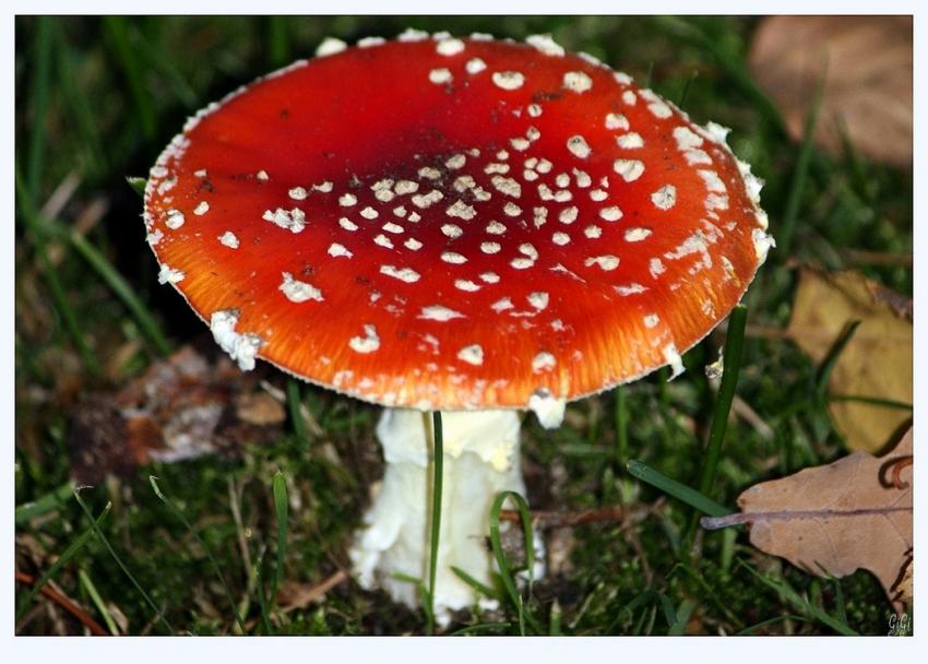 Champignon