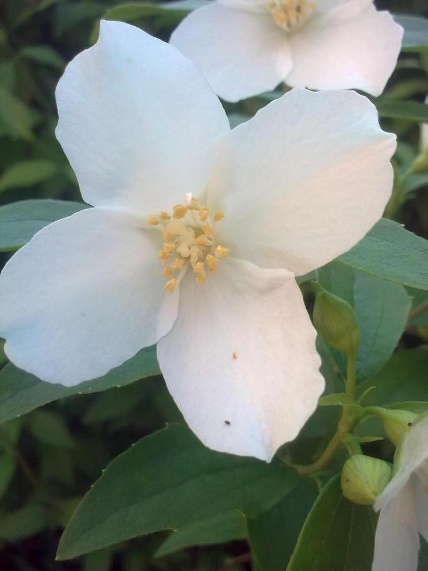fleur