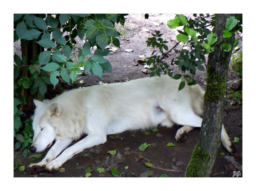 Loup au repos