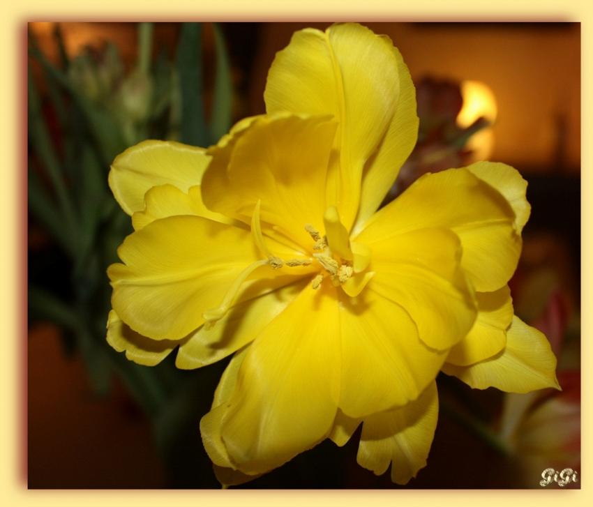 Jaune