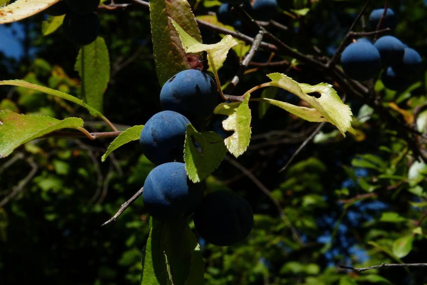 Fruits du prunelier 