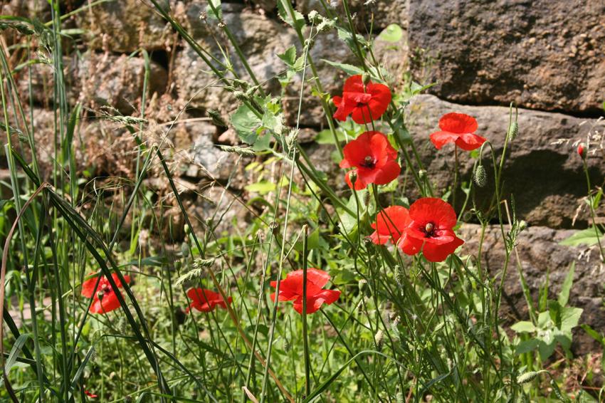 coquelicots