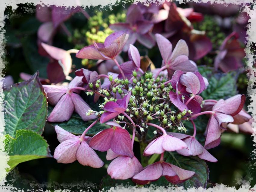 Petites fleurs du dimanche