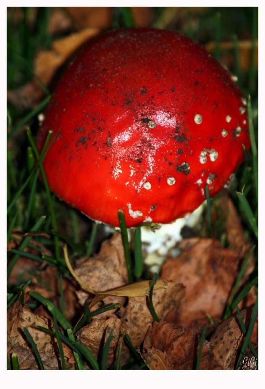 Champignon