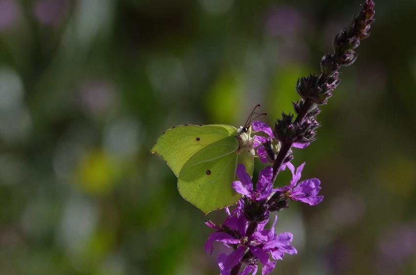 le citron de Provence 