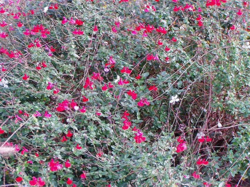 fleurs de perols