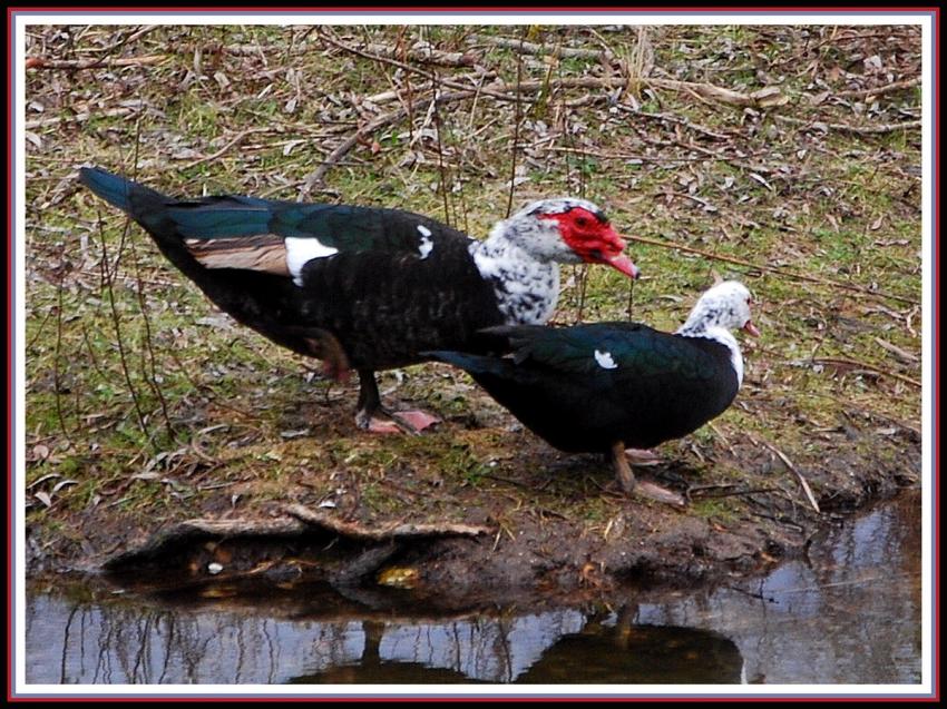 Canards musqués
