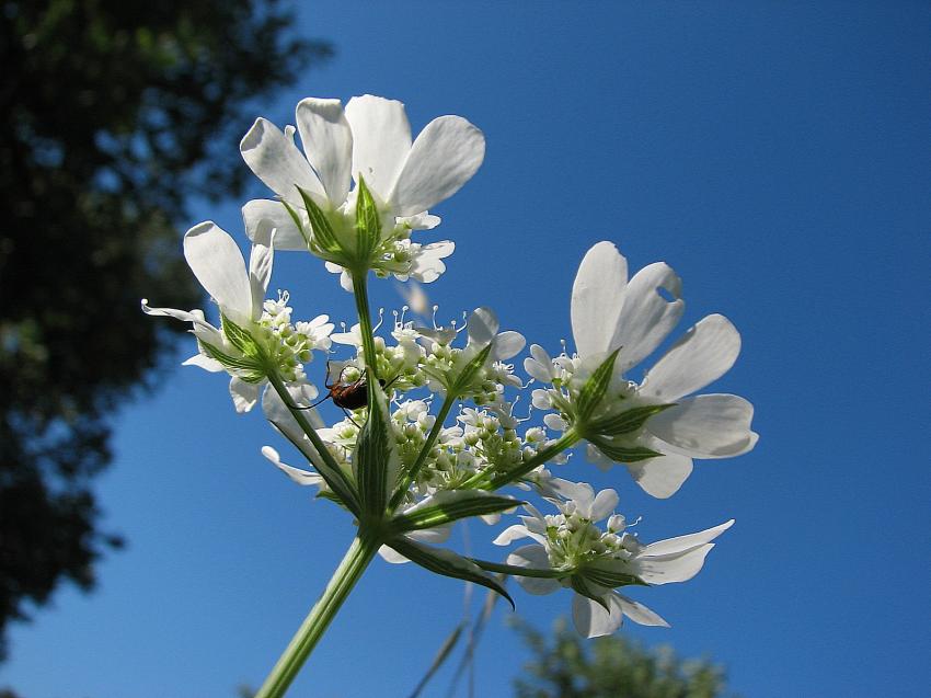 Fleur : l'orlaya