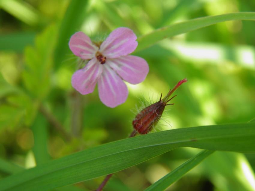 fleurs