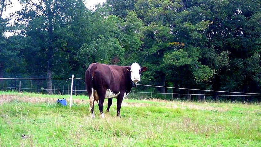 une vache dans le pres