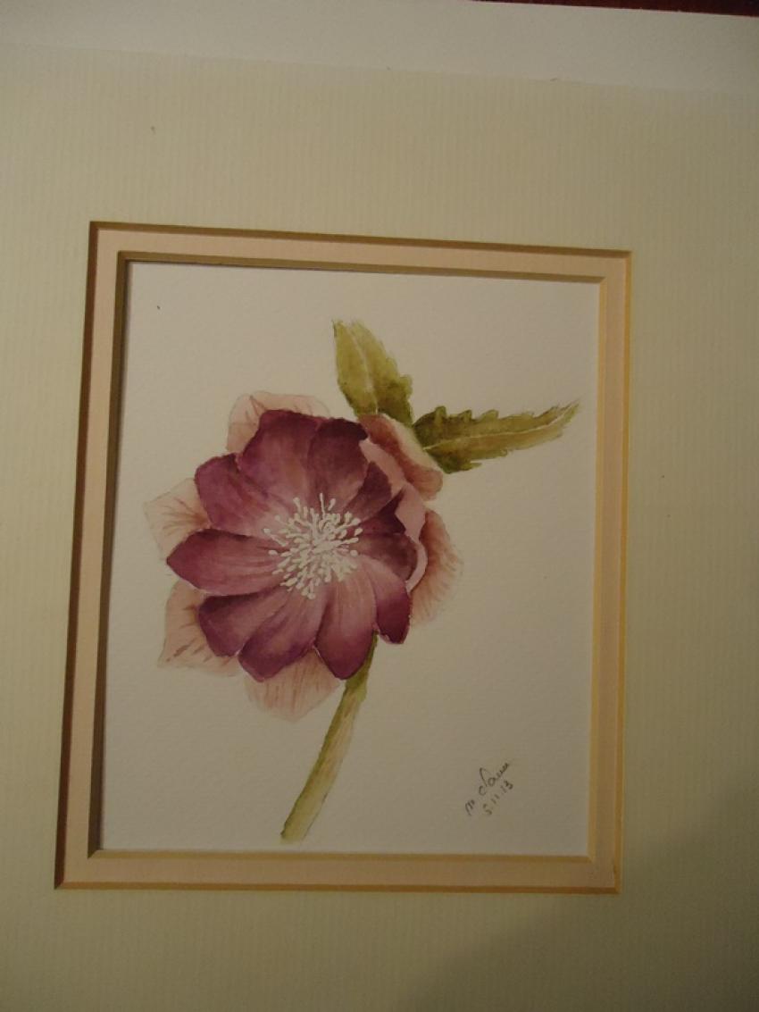 HELLEBORE