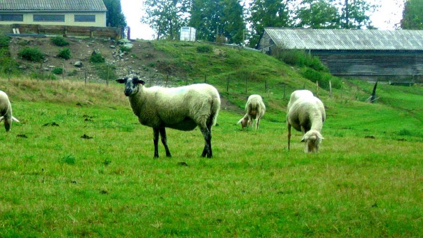 moutons