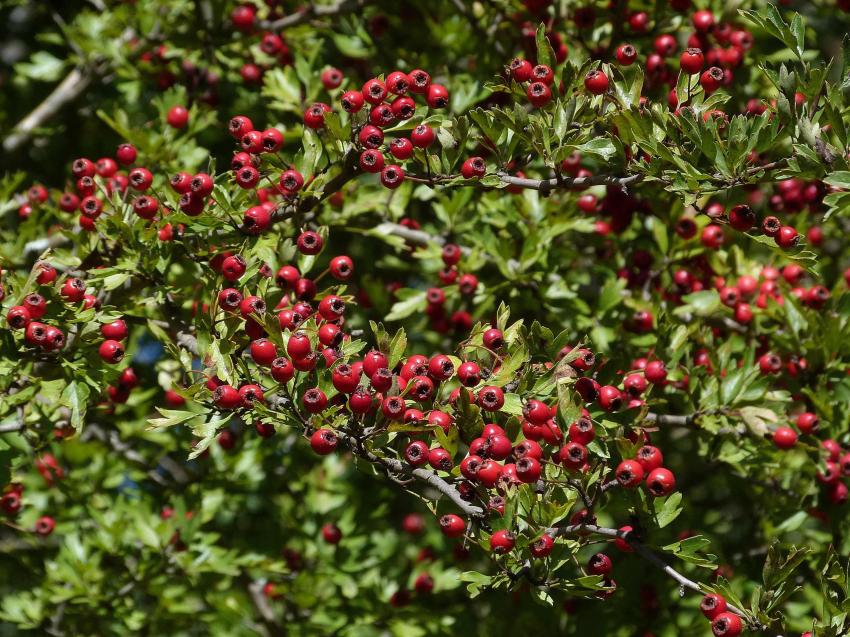 fruits de l'aubpine 