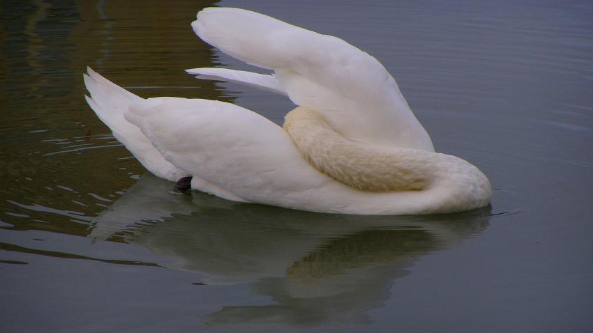 cygne a montpellier