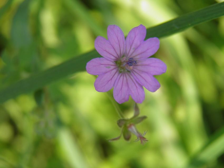 fleurs