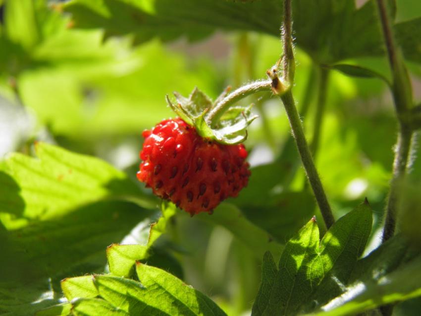 fraise des bois