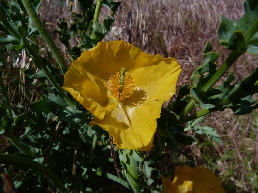 Pavot de Provence 