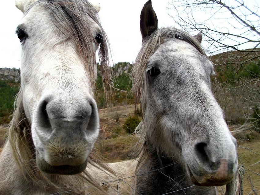 chevaux qui nous regarde