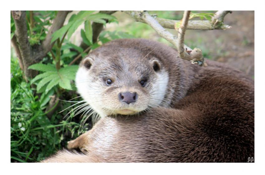 Loutre