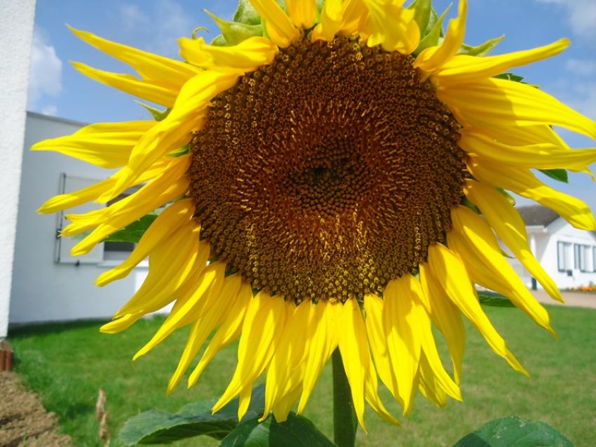 TOURNESOL GEANT