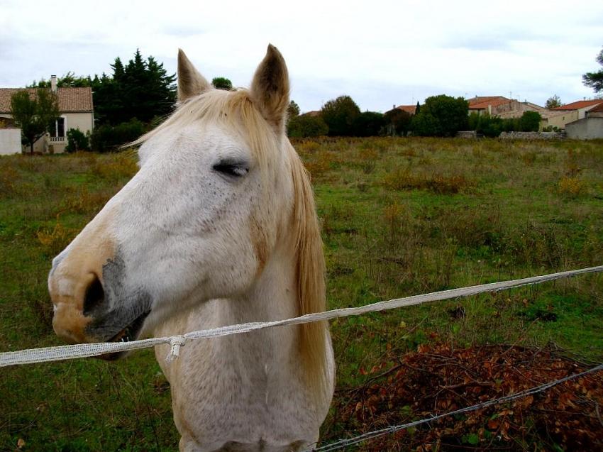 un cheval dans champs