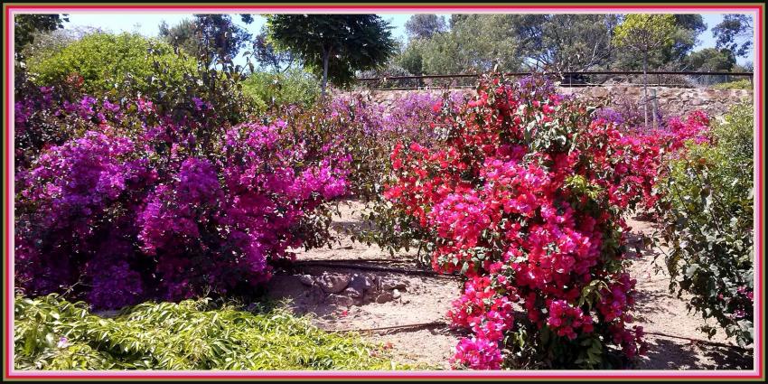 Jardin botanique Palafrugell (Espagne)