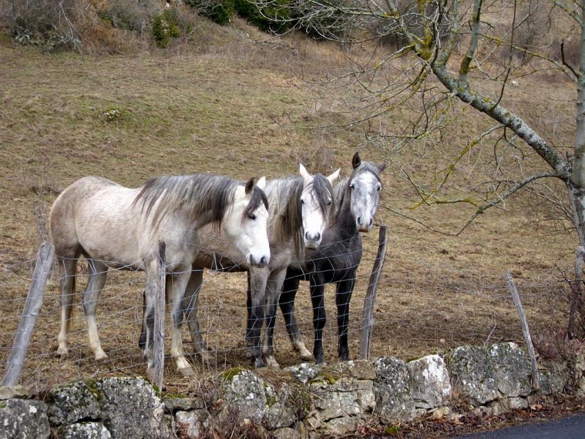 3 chevaux qui nous regarde