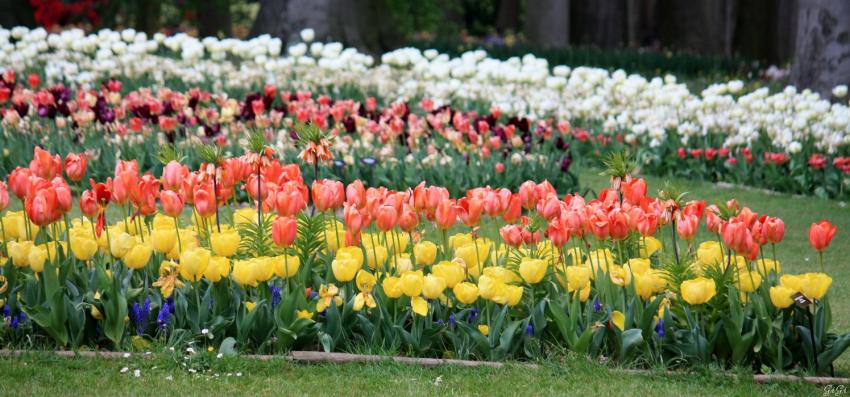 Des fleurs pour weeekend