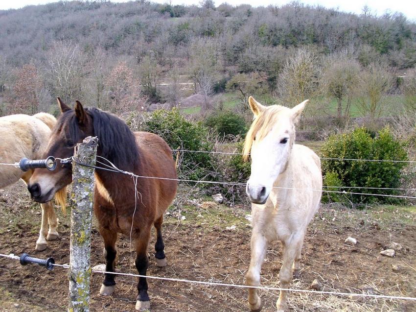 2 chevaux dans les champ