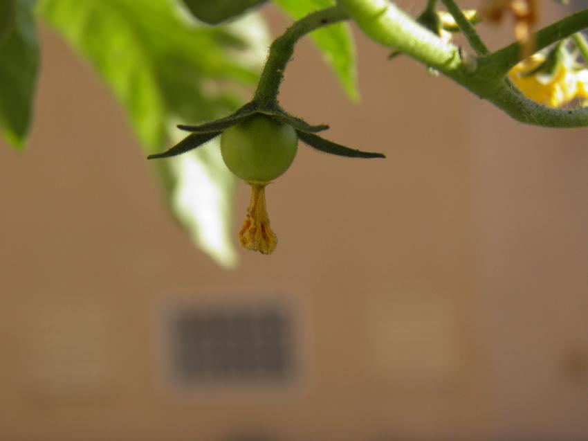 bb tomate