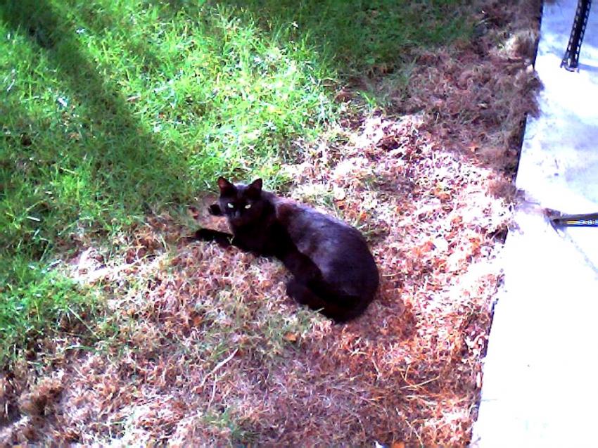 mon chat  dans mon jardin