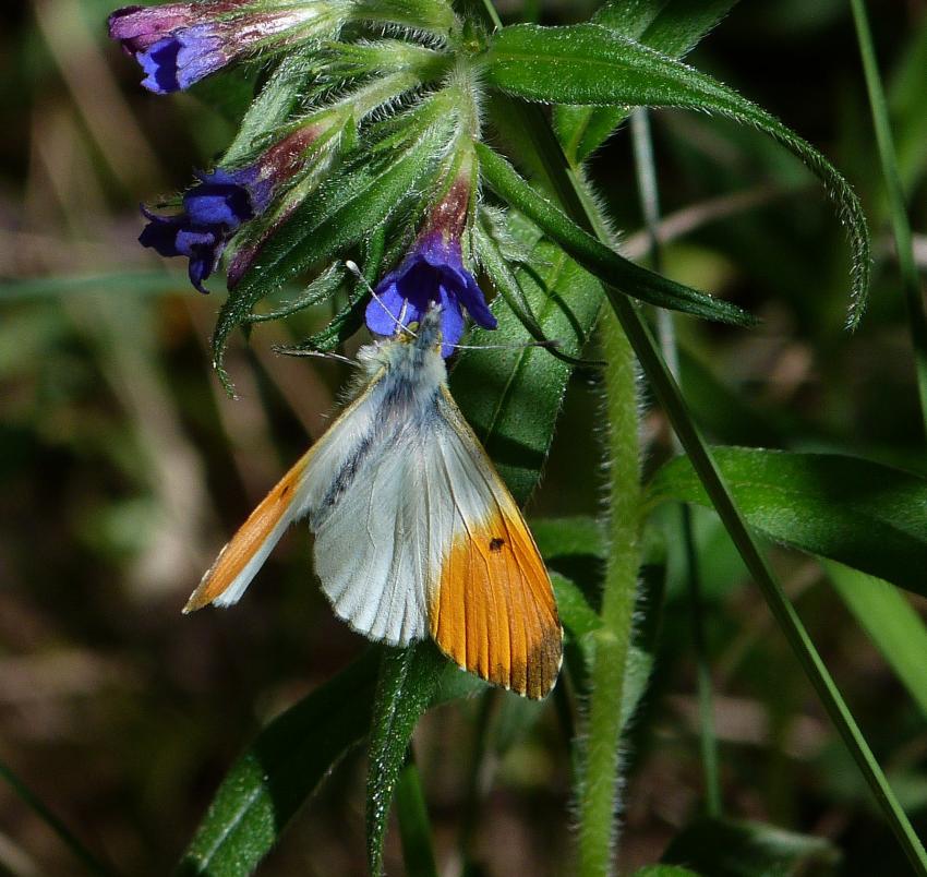 l'Aurore de Provence 