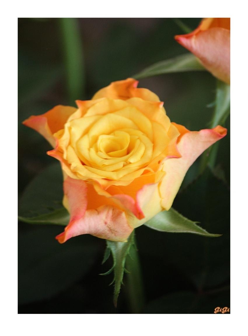 Une simple rose