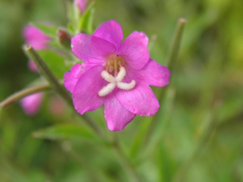 fleurs